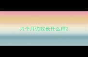 六个月边牧长什么样