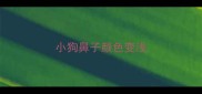 小狗鼻子颜色变浅