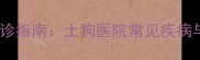 中华田园犬就诊指南土狗医院常见疾病与专业护理全