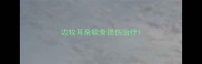 边牧耳朵软骨损伤治疗