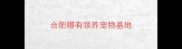合肥哪有领养宠物基地