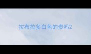 拉布拉多白色的贵吗