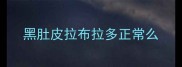 黑肚皮拉布拉多正常么