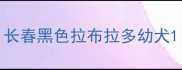 长春黑色拉布拉多幼犬