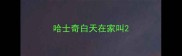 哈士奇白天在家叫