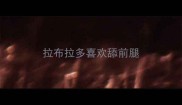 拉布拉多喜欢舔前腿