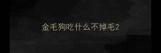 金毛狗吃什么不掉毛