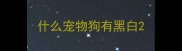 什么宠物狗有黑白