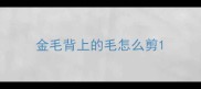金毛背上的毛怎么剪