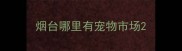 烟台哪里有宠物市场