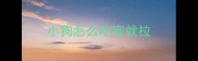 小狗怎么吃完就拉