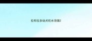 拉布拉多幼犬吃水泡馍