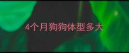 4个月狗狗体型多大