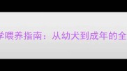 拉布拉多犬科学喂养指南从幼犬到成年的全周期养护秘籍