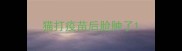 猫打疫苗后脸肿了