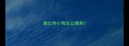 惠比特小狗怎么喂养