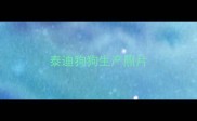 泰迪狗狗生产照片