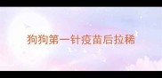 狗狗第一针疫苗后拉稀