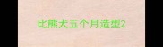 比熊犬五个月造型
