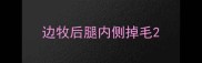 边牧后腿内侧掉毛