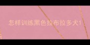 怎样训练黑色拉布拉多犬