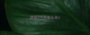 银狐2个月怎么养