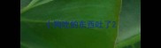 小狗吃的东西吐了