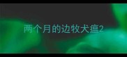 两个月的边牧犬瘟