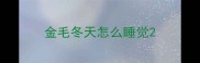 金毛冬天怎么睡觉