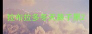 拉布拉多冬天鼻子黑