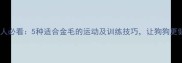 金毛犬主人必看5种适合金毛的运动及训练技巧让狗狗更健康快乐
