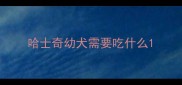 哈士奇幼犬需要吃什么