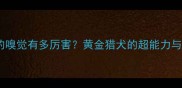 拉布拉多犬的嗅觉有多厉害黄金猎犬的超能力与训练全攻略