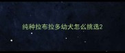 纯种拉布拉多幼犬怎么挑选