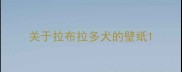 关于拉布拉多犬的壁纸