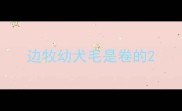 边牧幼犬毛是卷的