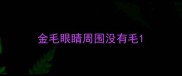 金毛眼睛周围没有毛