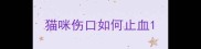 猫咪伤口如何止血