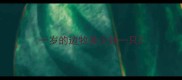 一岁的边牧多少钱一只