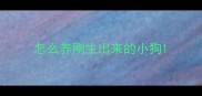 怎么养刚生出来的小狗