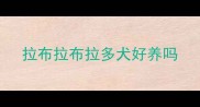 拉布拉布拉多犬好养吗
