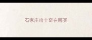 石家庄哈士奇在哪买
