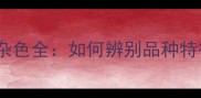 泰迪犬花色与杂色全如何辨别品种特征与养护要点