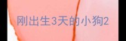 刚出生3天的小狗