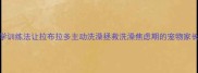 5个科学训练法让拉布拉多主动洗澡拯救洗澡焦虑期的宠物家长必看