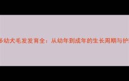 拉布拉多幼犬毛发发育全从幼年到成年的生长周期与护理指南