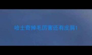 哈士奇掉毛厉害还有皮屑