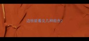 边牧能看见几种颜色