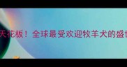 边境牧羊犬颜值天花板全球最受欢迎牧羊犬的盛世美颜养护攻略