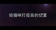 给猫咪打疫苗的位置